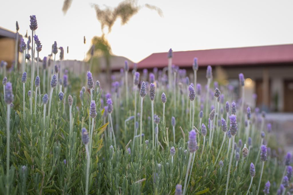 Terra Del Valle Bed & Breakfast Valle de Guadalupe Bagian luar foto